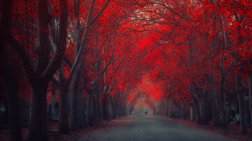 Red Tree Autumn Art Road High resolution 2560Ã1440 HD wallpaper